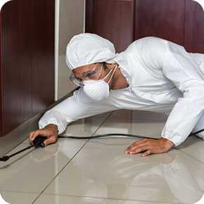 Reasons to hire professional pest control company cape cod