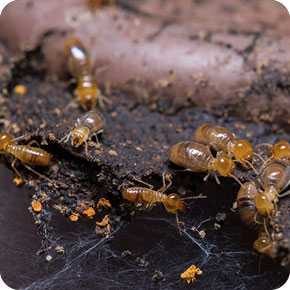 Cape Cod Termite Solution