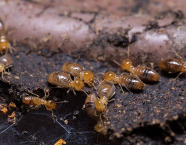 Pest Control Cape Code: Importance Of Routine Termite Inspection