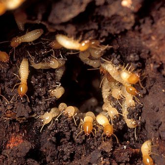 Subterranean Termites Treatment