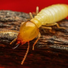 termite