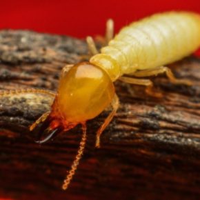 termite