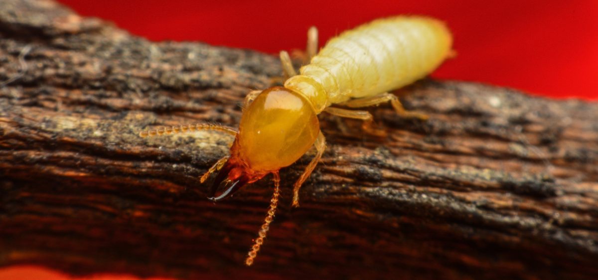 Subterranean Termites: What They Mean For Your Cape Cod, MA Property