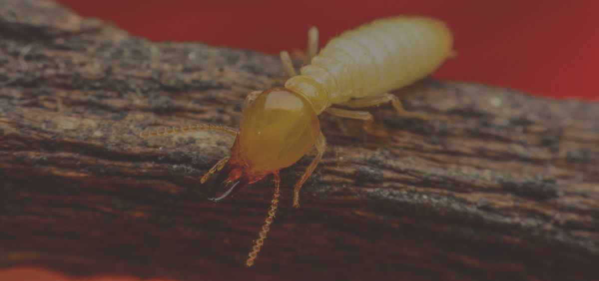 Termite Treatments: How Safe Are They?