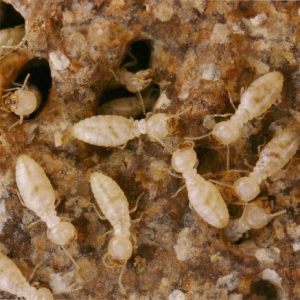 Cape Cod  Property Owners’ Termite Control Guide