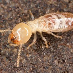 Termites in My Cape Cod House