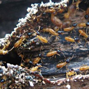 Signs That Your Cape Cod Home Walls Are Infested With Termites