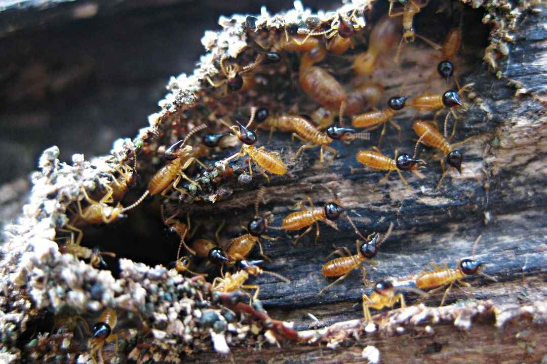 Signs That Your Cape Cod Home Walls Are Infested With Termites