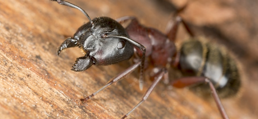 A Guide to Ant Control in the Kitchen